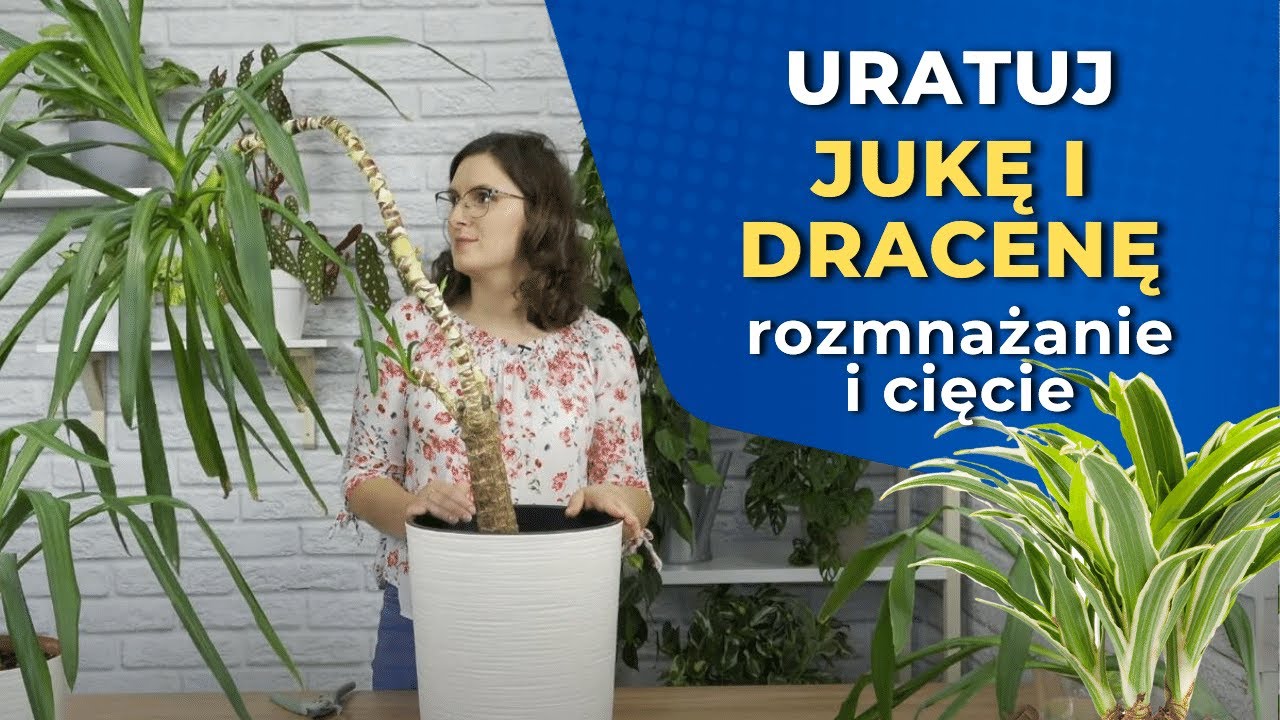 Uratuj z nami JUKĘ! - cięcie i ukorzenianie