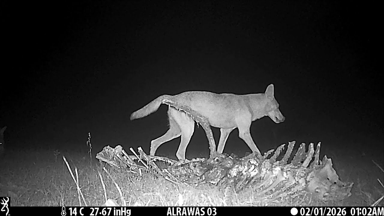Arabian wolf in the Dhofar Mountains, Sultanate of Oman...
