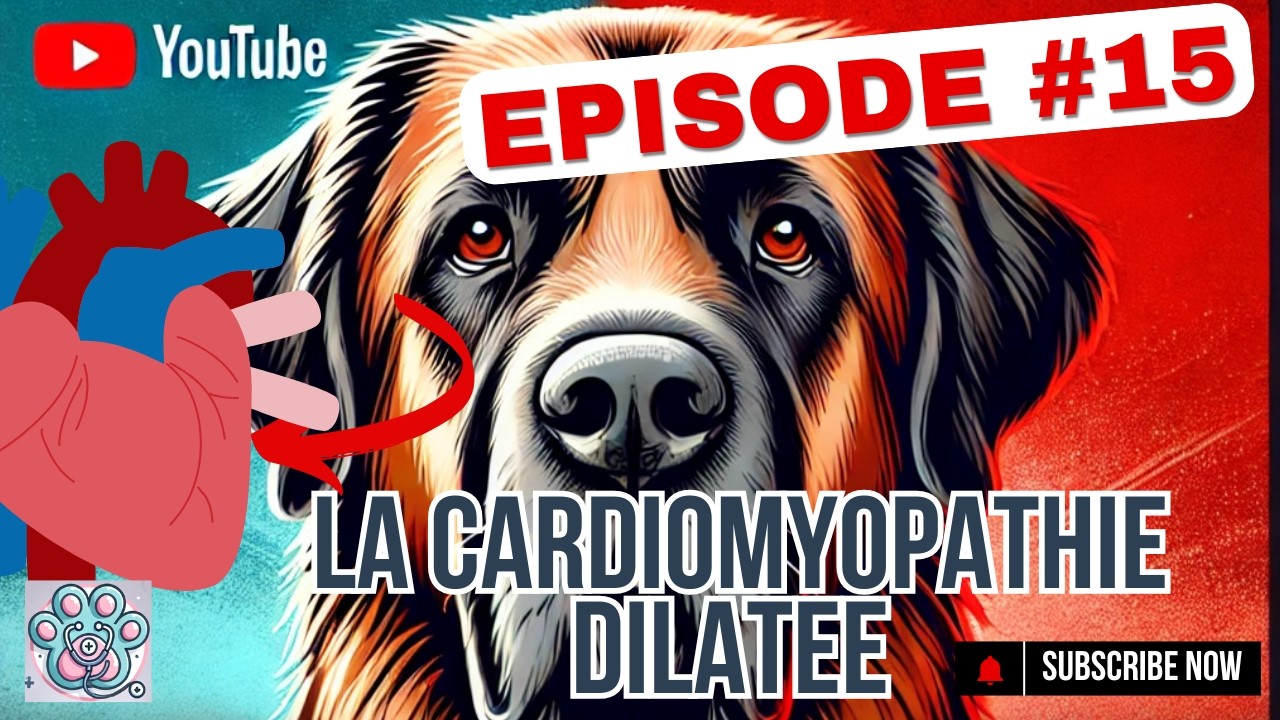 Cardiomyopathie dilatée chez le chien : Les signes à connaître pour protéger son cœur ❤️🐾