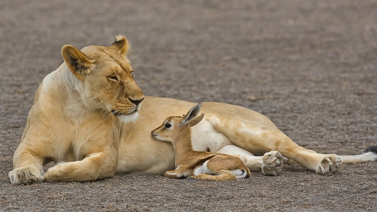 Lionness adopts a baby gazelle then something shocking unfolds