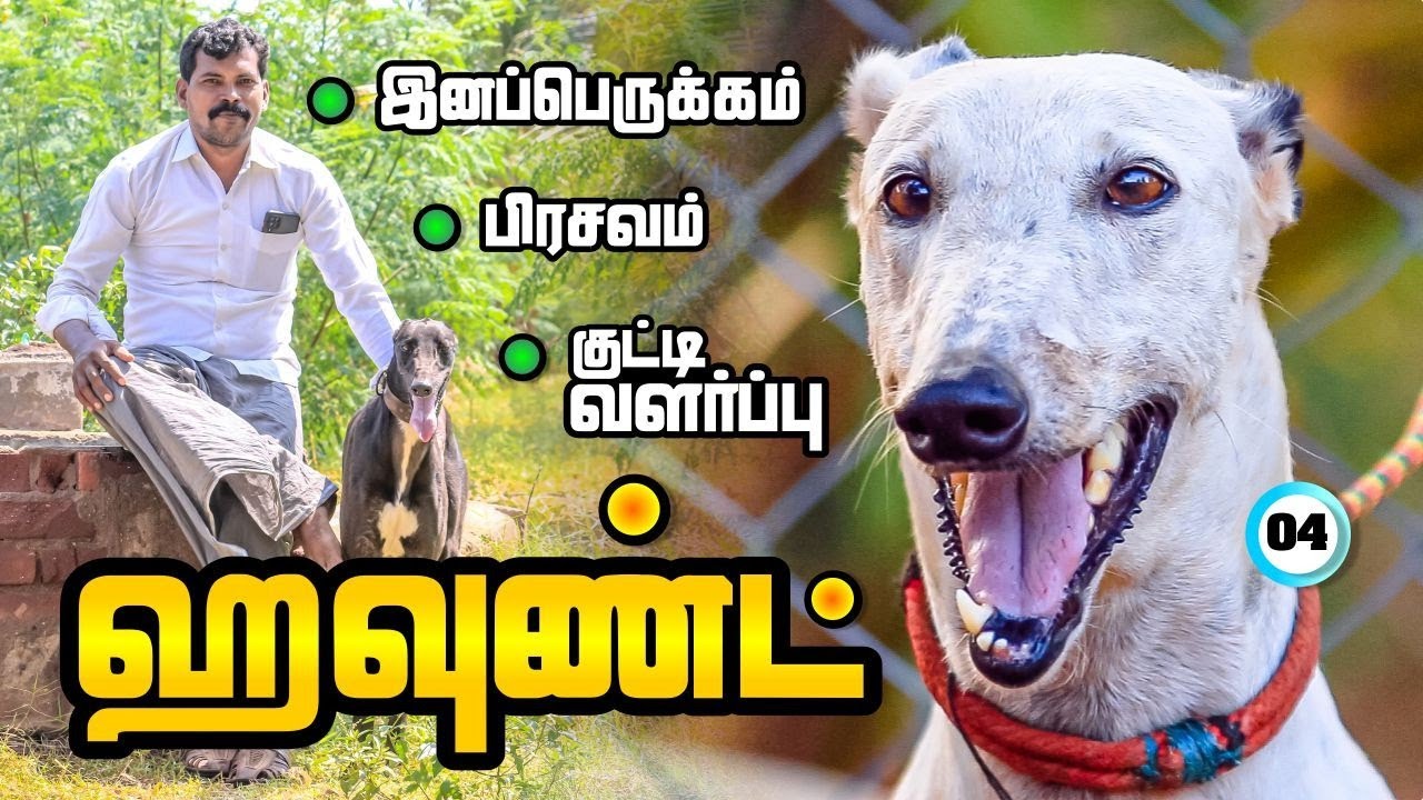 ஹவுண்ட் |  இனப்பெருக்கம் | பிரசவம் | குட்டி |  பராமரிப்பு  | வளர்ப்பு Hound Dog | TAMIL |