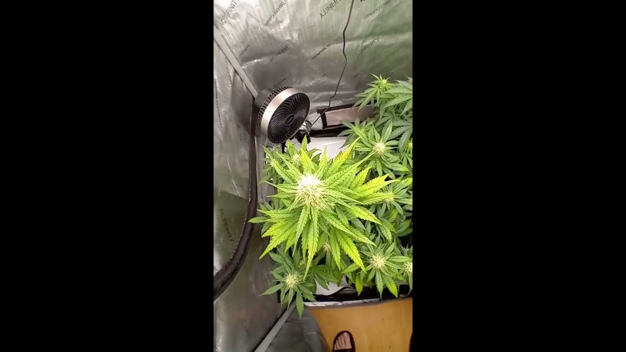 Flowering Stage - Possible Nute Burn? Worlds Strongest Strains - Autoflower - Grow Vlogs Ep. 8