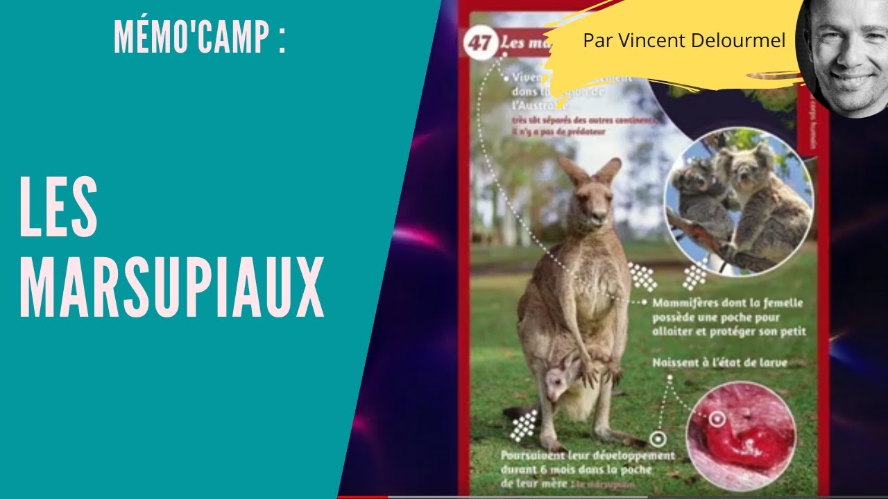 Les MARSUPIAUX