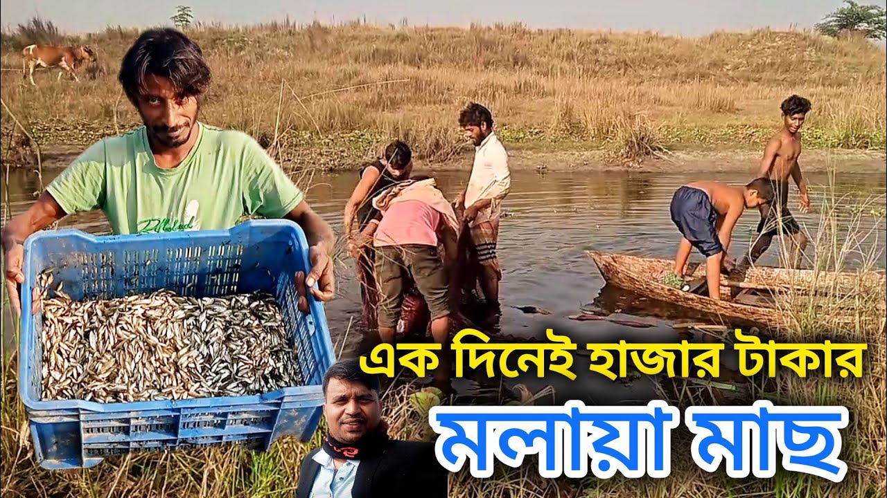   একদিনেই হাজার টাকার মলায়া মাছ পেয়ে সবাই খুশি #morsedvlog #মাছধরা#FishingLife#fhising #villagevlog 