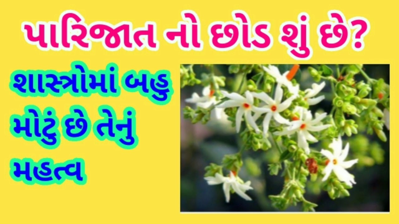 What is the Parijat plant? And what is its history? Know the mythological significance, Parijat tree, Samudra Manthan,