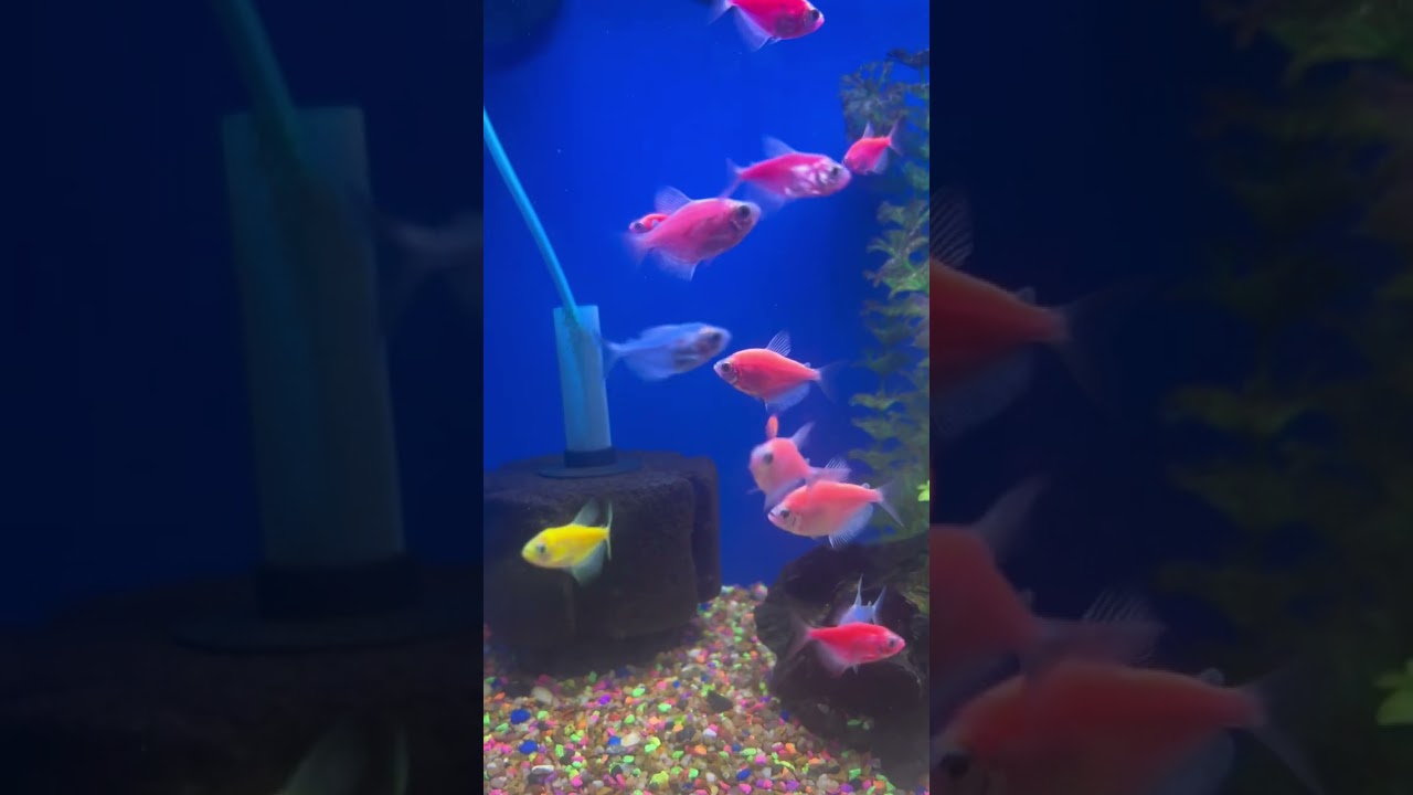 Beauty Admiration #FeedingFrenzy#HappyFish#AquariumLife#FishFeeding#NaturalAquarium#AquariumSounds