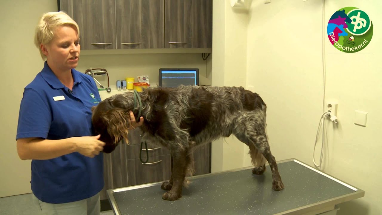 Gewichtscontrole hond Dierapotheker.nl