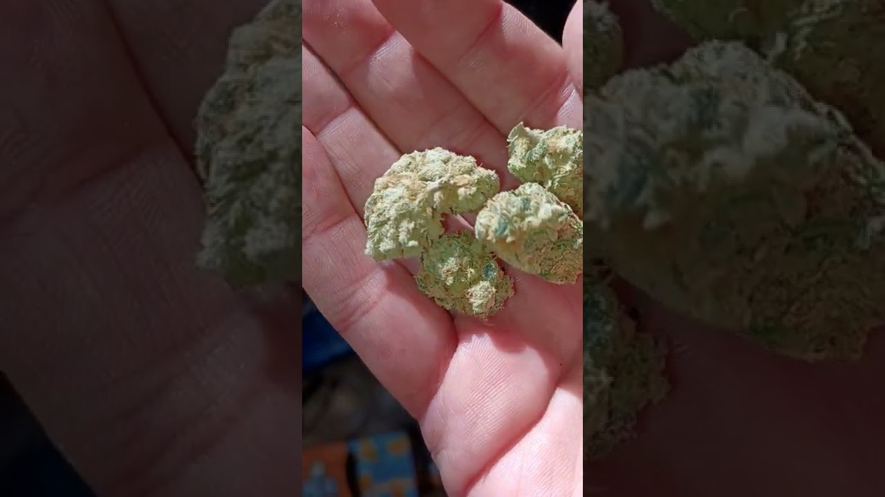 Dr. Ganja King Kush CBD/THCA hemp flower (is it good?)
