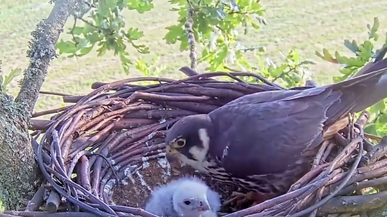 #falcon Cam4#55 Review baby birds in the nest - Dad and mother brings food to feed their chicks