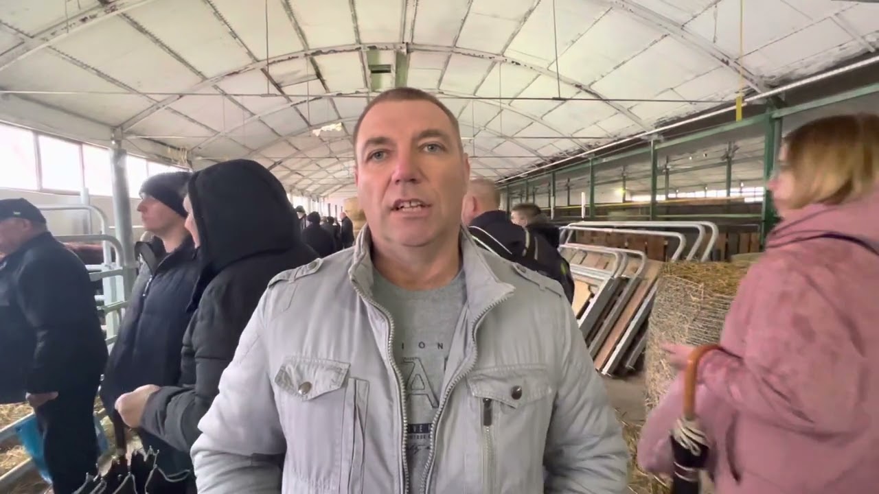 Ivica Perčec &scaron;est godina uzgaja Salers goveda