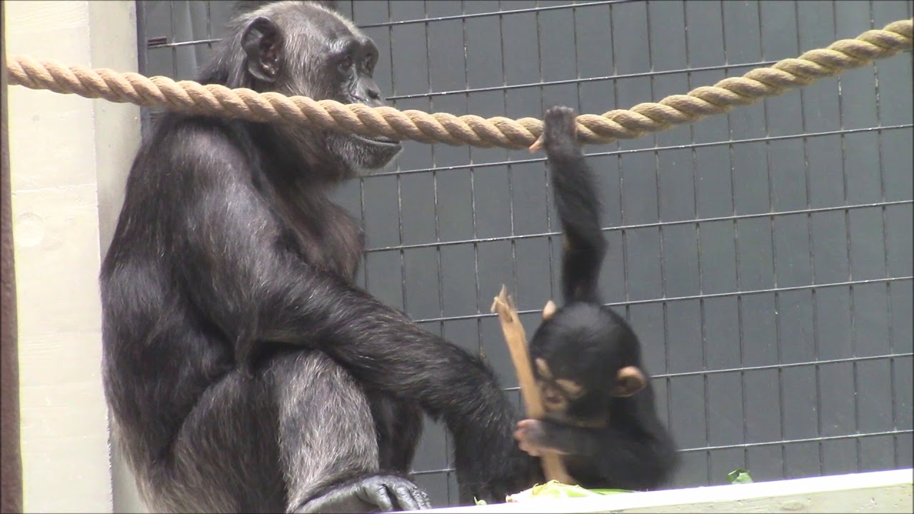 Cute baby chimpanzees in Basel Zoo