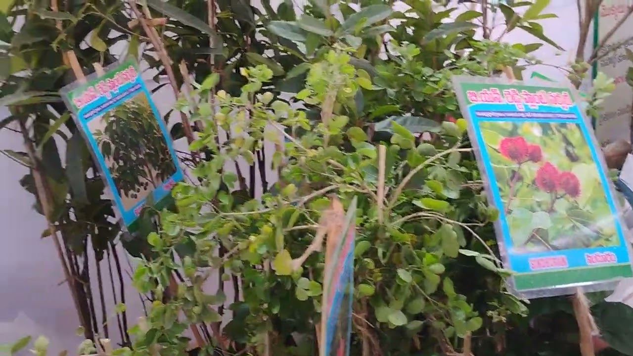 Rathubadi agri show 