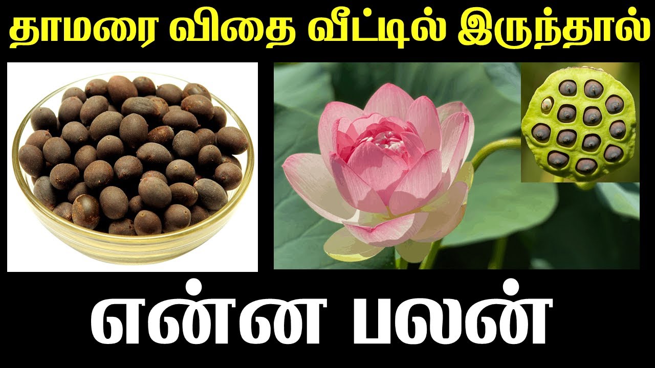 Lucky lotus seeds | தாமரை விதை வீட்டில் இருந்தால் என்ன பலன் | Astrology Zone | T Tamil Technology