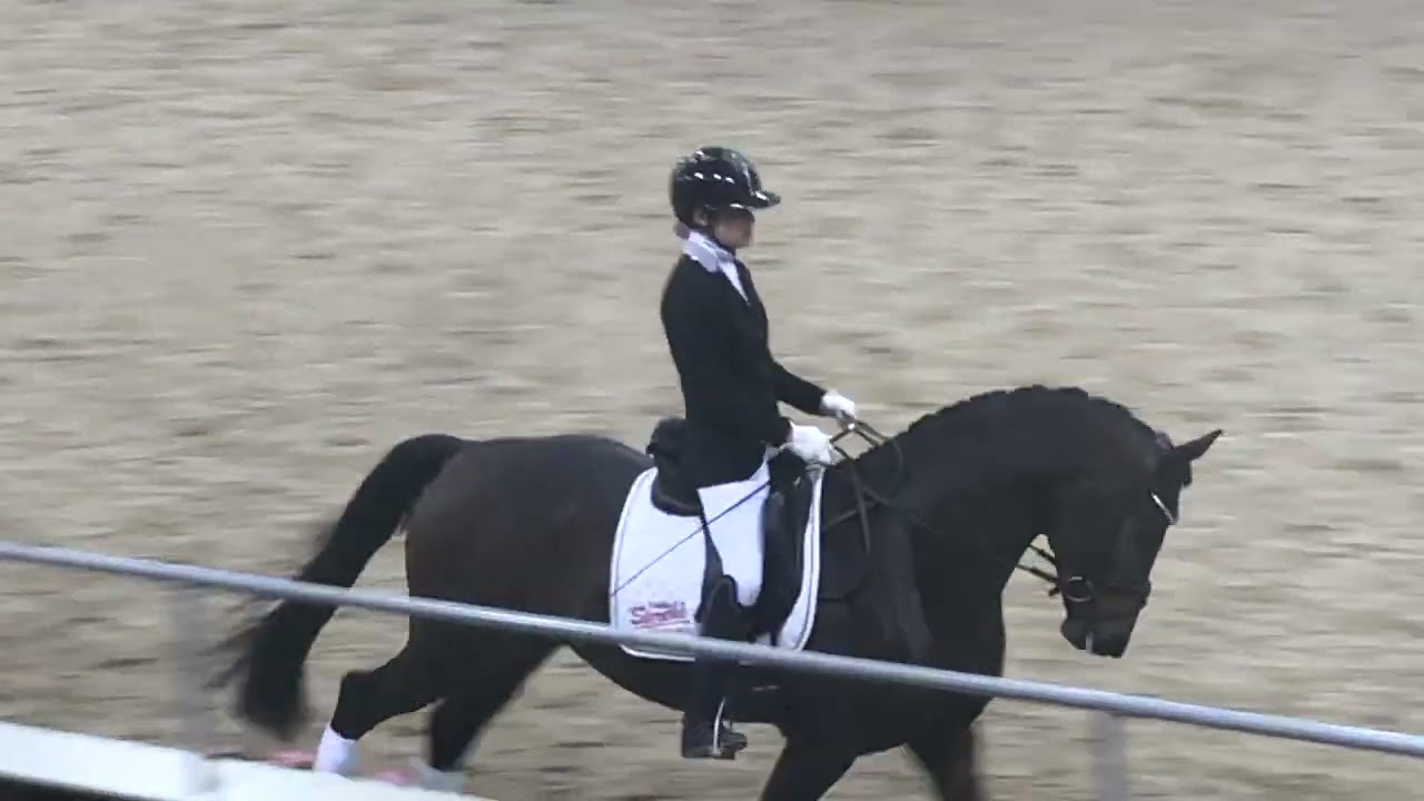 Sir Gribaldi von Secret-All Inclusive-Lauries Crusader xx