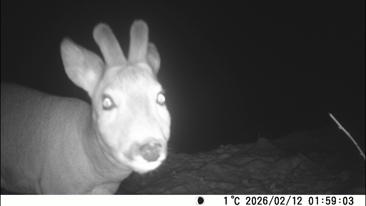 Багато косуль завітали вночі до нас #Many roe deer came to us at night