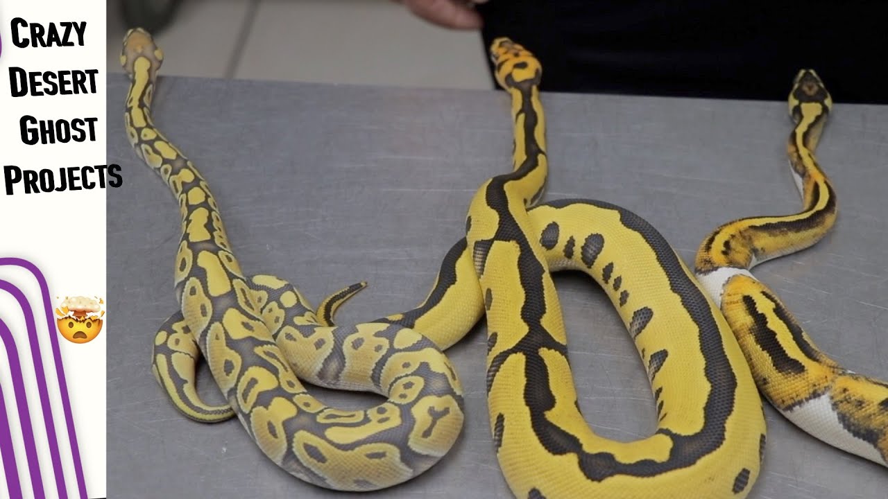 BRAND NEW Double Recessive Desert Ghost Combo&rsquo;s || DG Pied, DG Clown & DG Hypo!!