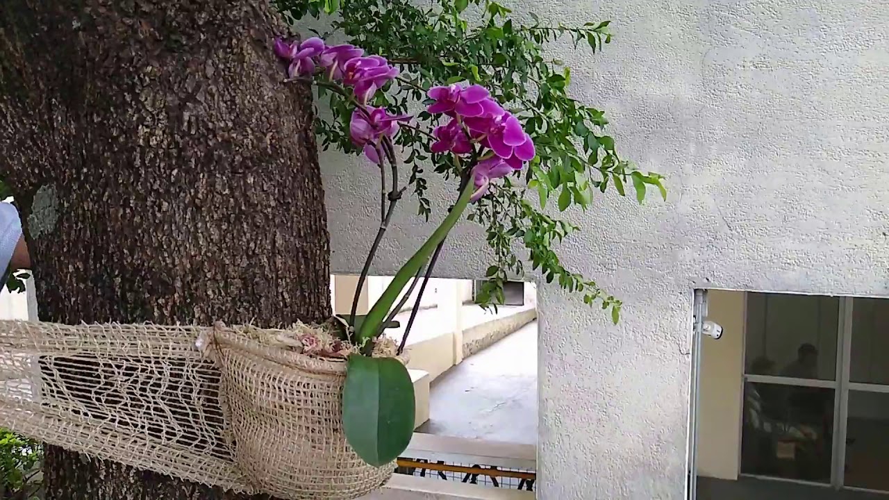 Vaso para orqu&iacute;dea em juta