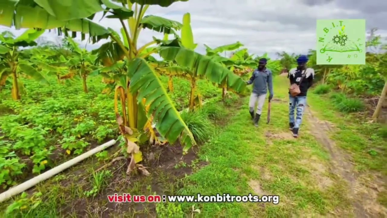 Young farmer suffers without irrigation canal. Jèn plantè ap soufri pou dlo kanal la. #farming