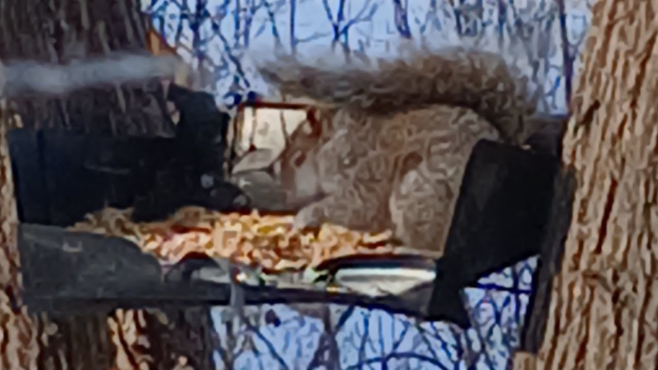Nature Watching