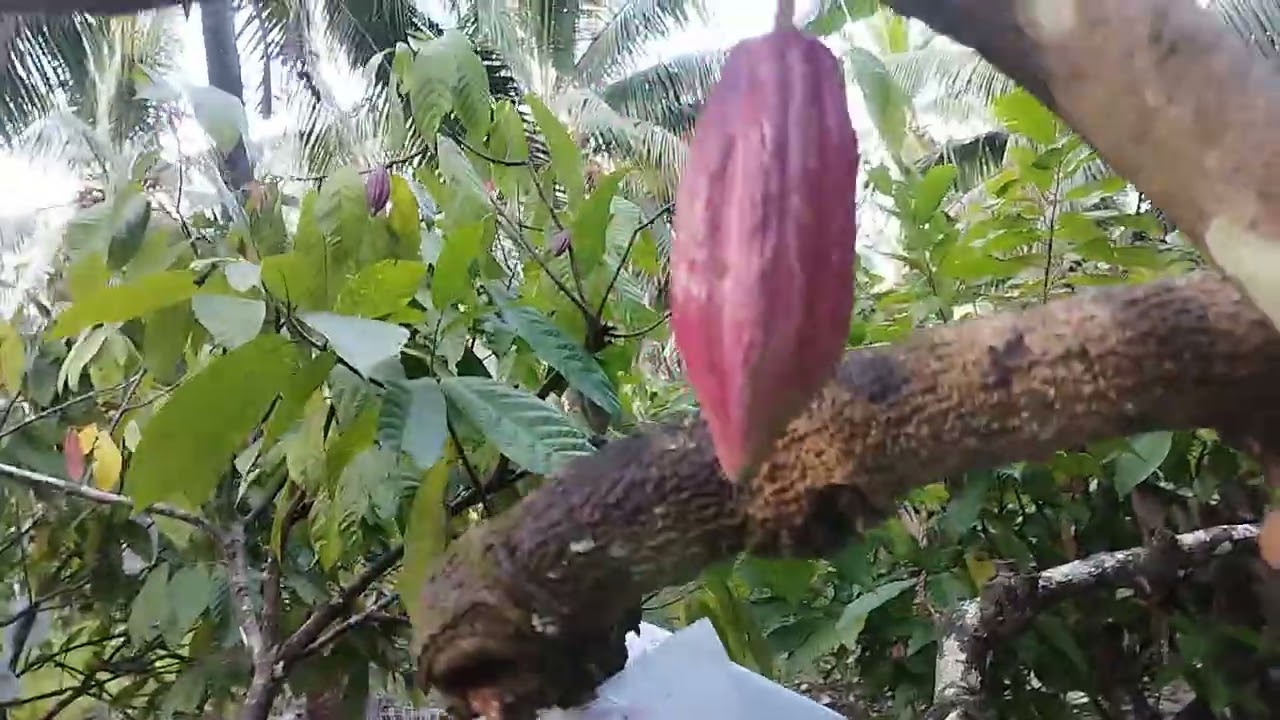 Kebun koko dan kelapa hj Halim tahun 2026