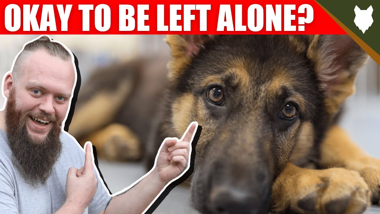 Can a GERMAN SHEPHERD be left alone?