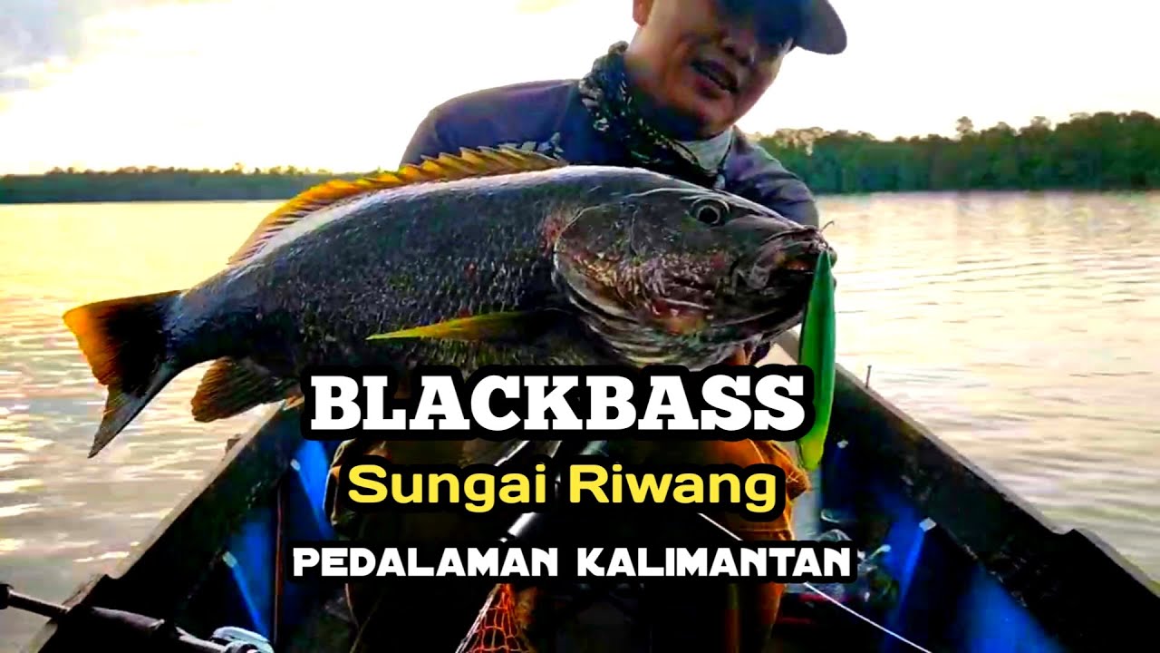 MANCING IKAN BESAR BLACKBASS MUARA SUNGAI || CASTING BLACKBASS