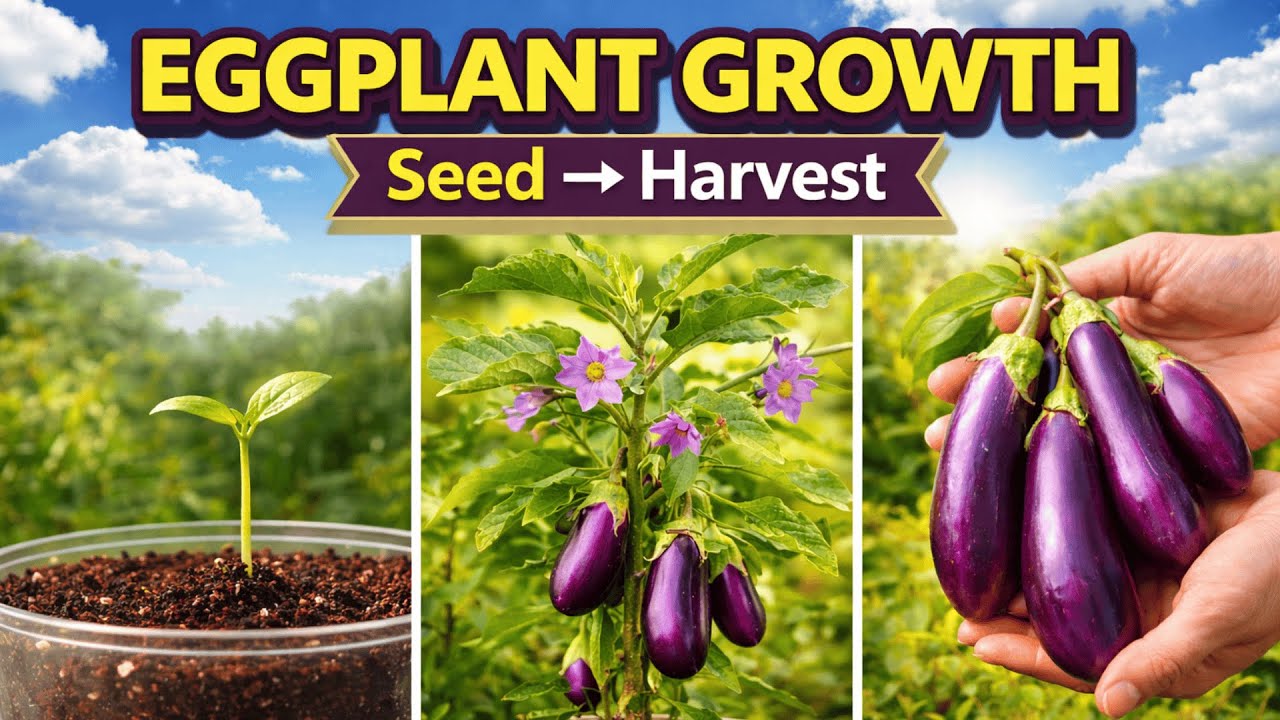 Eggplant Timelapse Long Purple: 180 Days Seed 🌱to 4 Fruits 🍆 Soil Cross Section.