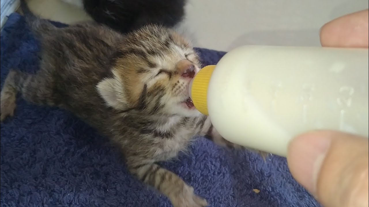 Poor Orphan Kittens Miss Their Mother Cat and Cry for Bottle Feeding