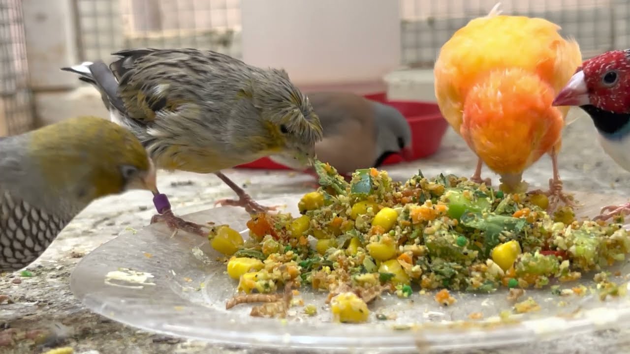 What goes into the perfect eggfood dish