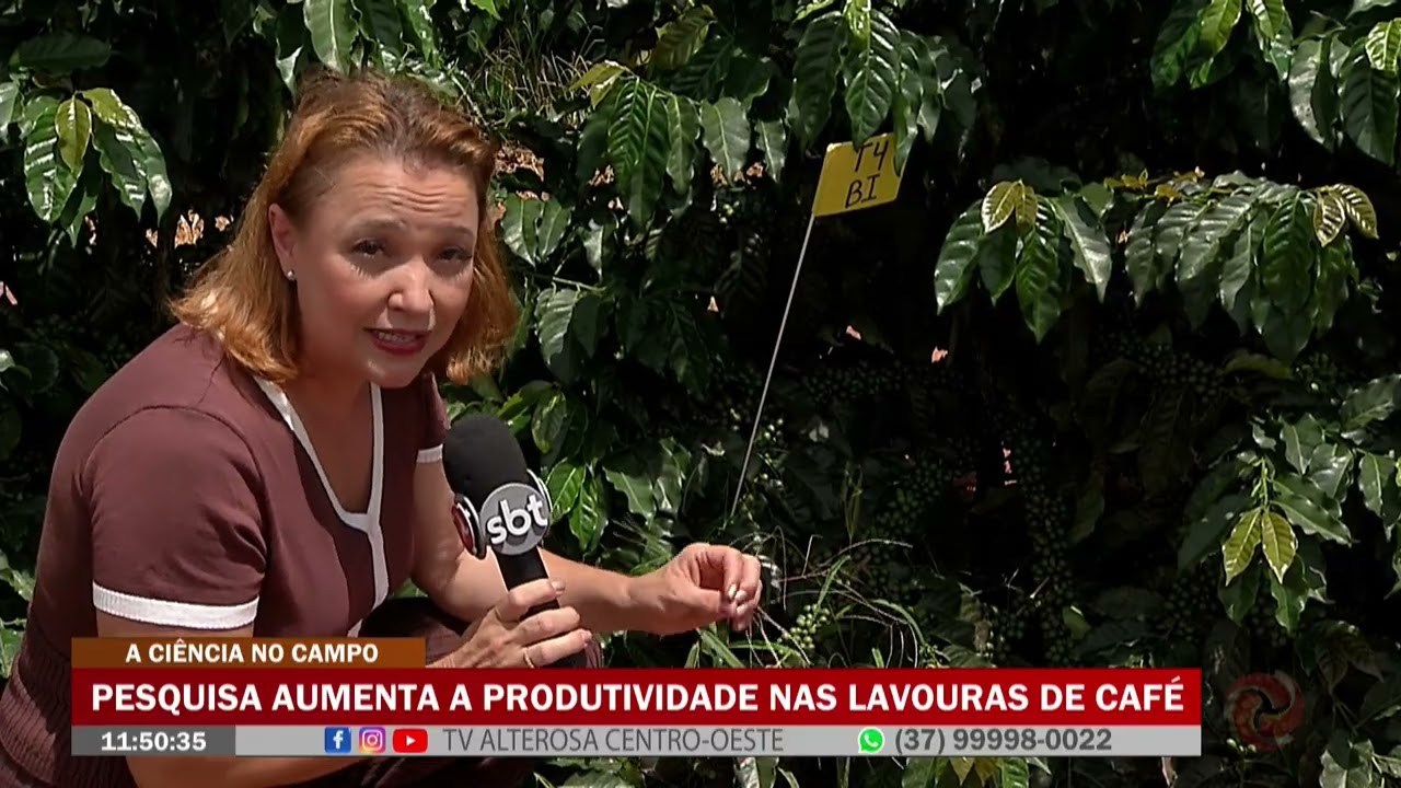 Pesquisa aumenta a produtividade nas lavouras de café