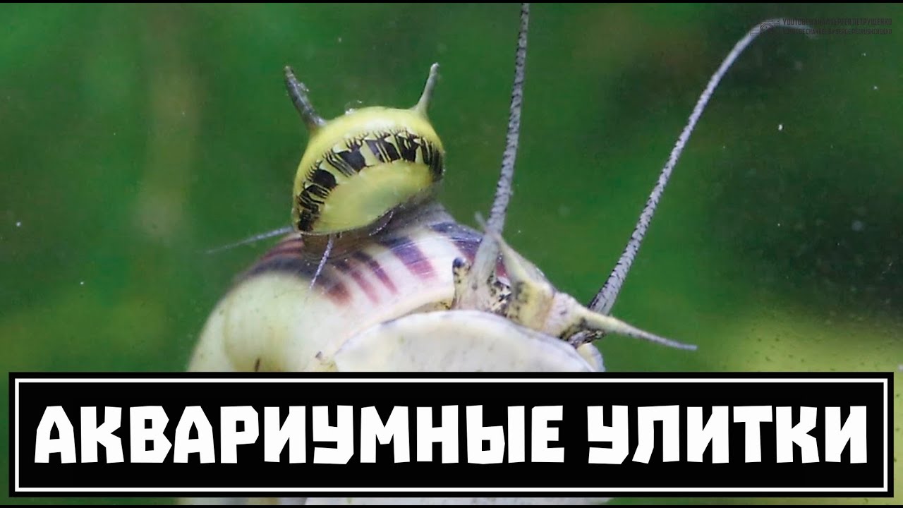 Аквариумные улитки. Большой обзор основных видов. Часть 1 из 2. // Clever Cricket