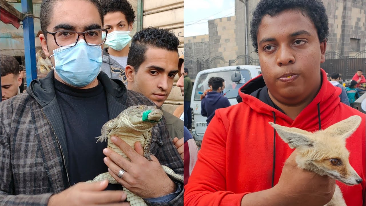 سوق الجمعه بالسيدة عائشة بالاسعار  ثعالب سلاحف كلاب بومة عقارب صقور  تماسيح ثعابين هدهد