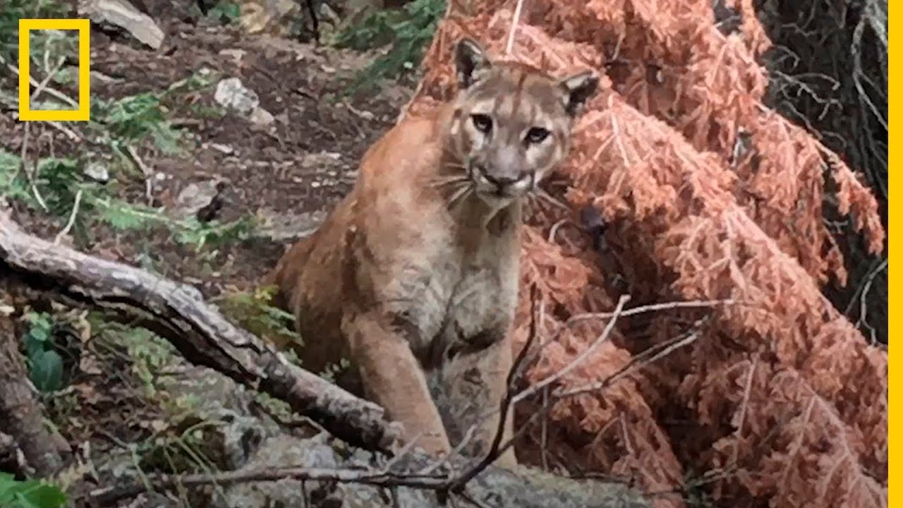 ¡Aterradora experiencia! Dos senderistas se encuentran con un PUMA por sorpresa | NatGeo
