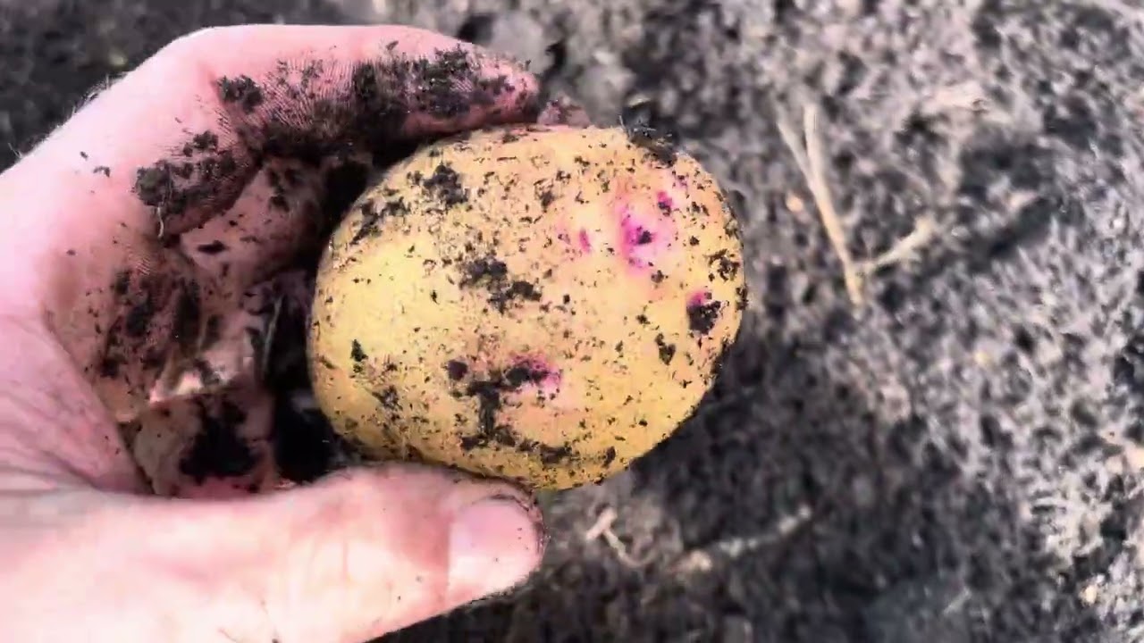 Potato Reveal: Maincrop Variety Mix | 100L Pot | Living Green Multipurpose Compost