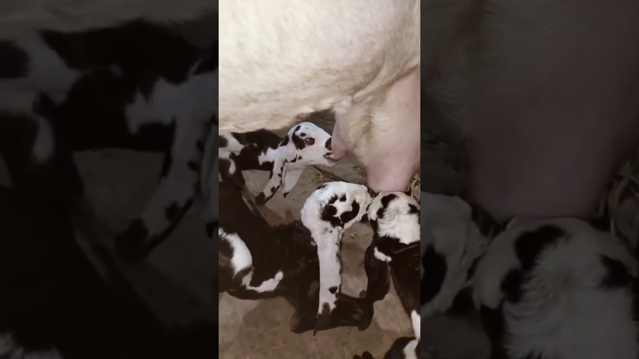 #makhicheenigoats