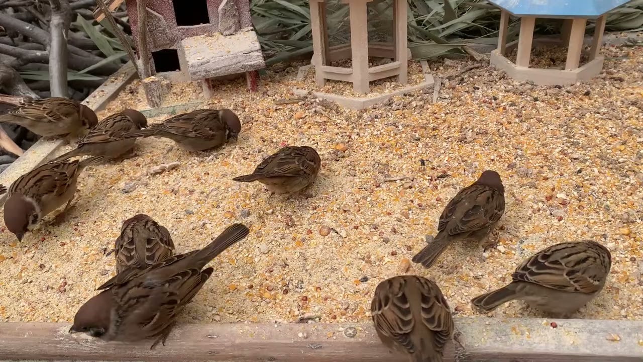 A Handful of Rice, and the Sparrows Came 🐦 | Pure Nature Healing-P260206