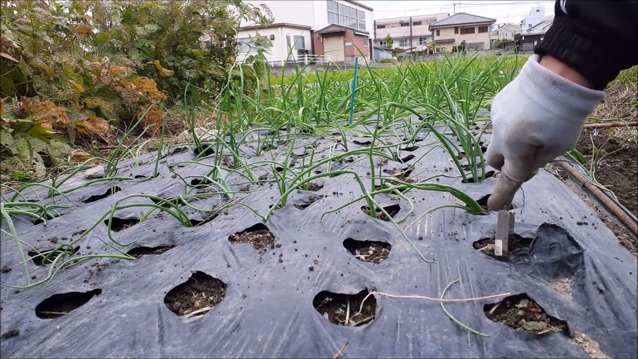 極早生タマネギの移植　育苗期間５５日
