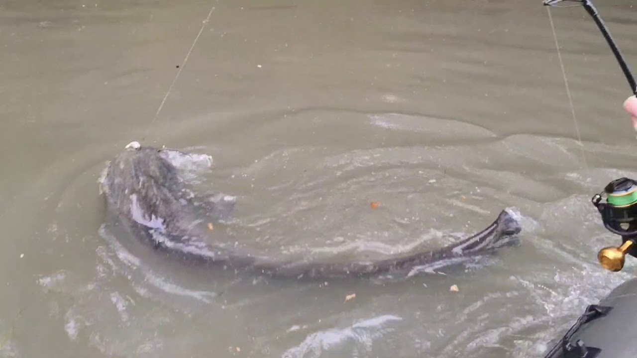 Test belly-stick zeckfishing avec un silure de 235cm.