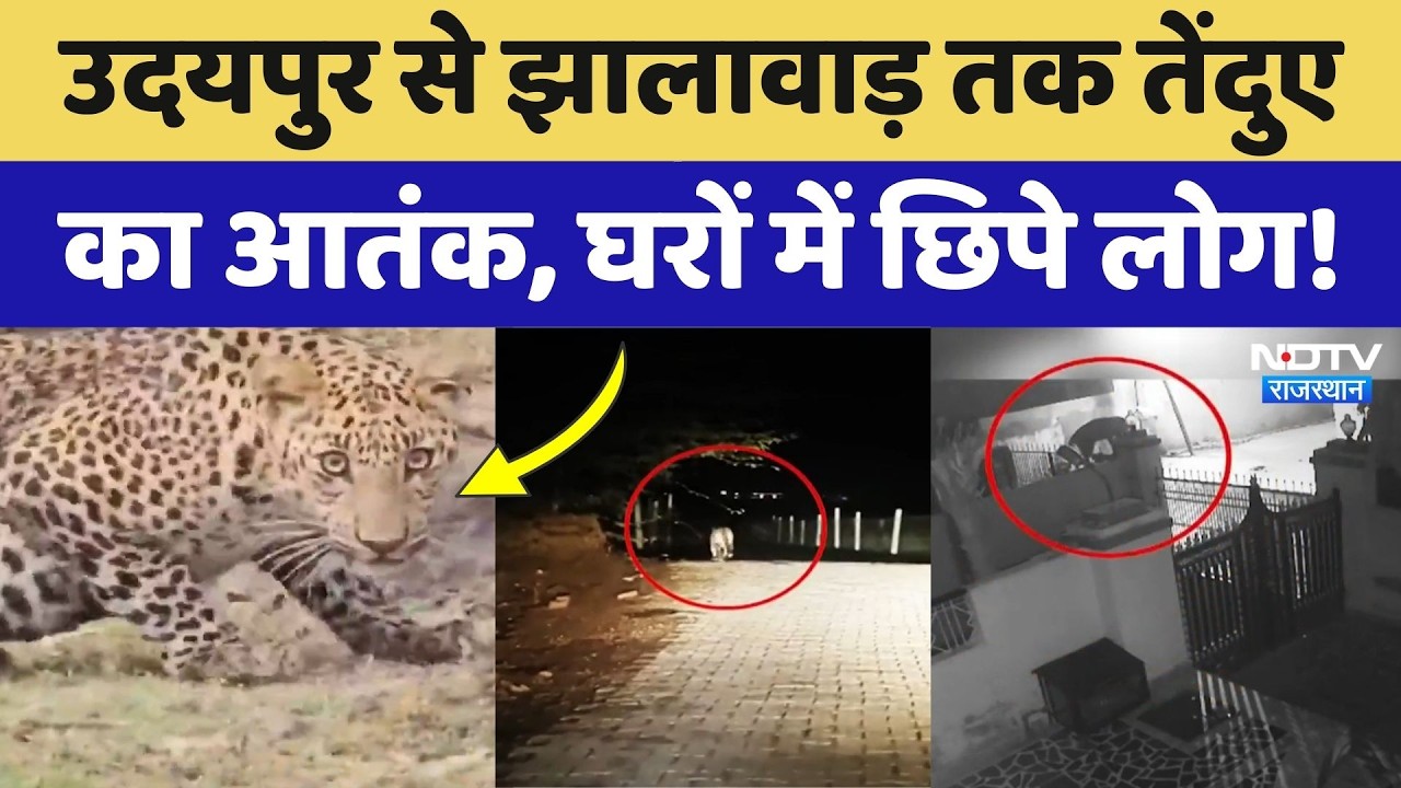 Udaipur से Jhalawar तक Leopard  का आतंक, दहशत में आए लोग! NDTV Rajasthan | Top News | Hindi News