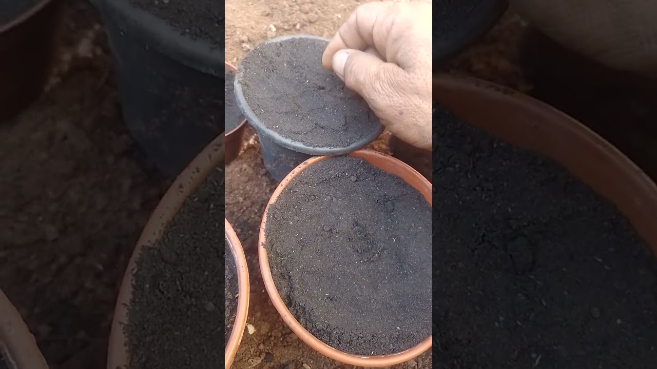 PLANTANDO SEMENTES DE PIMENTAS N&Uacute;CLEARES CAROLINA REAPPER DO @viciadoempimentas.oficial