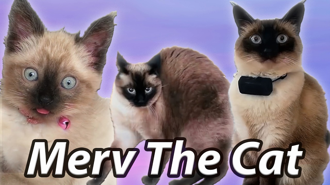 FUNNY Merv The Cat TikTok  - Talking Cat Compilation . @MervTheCat