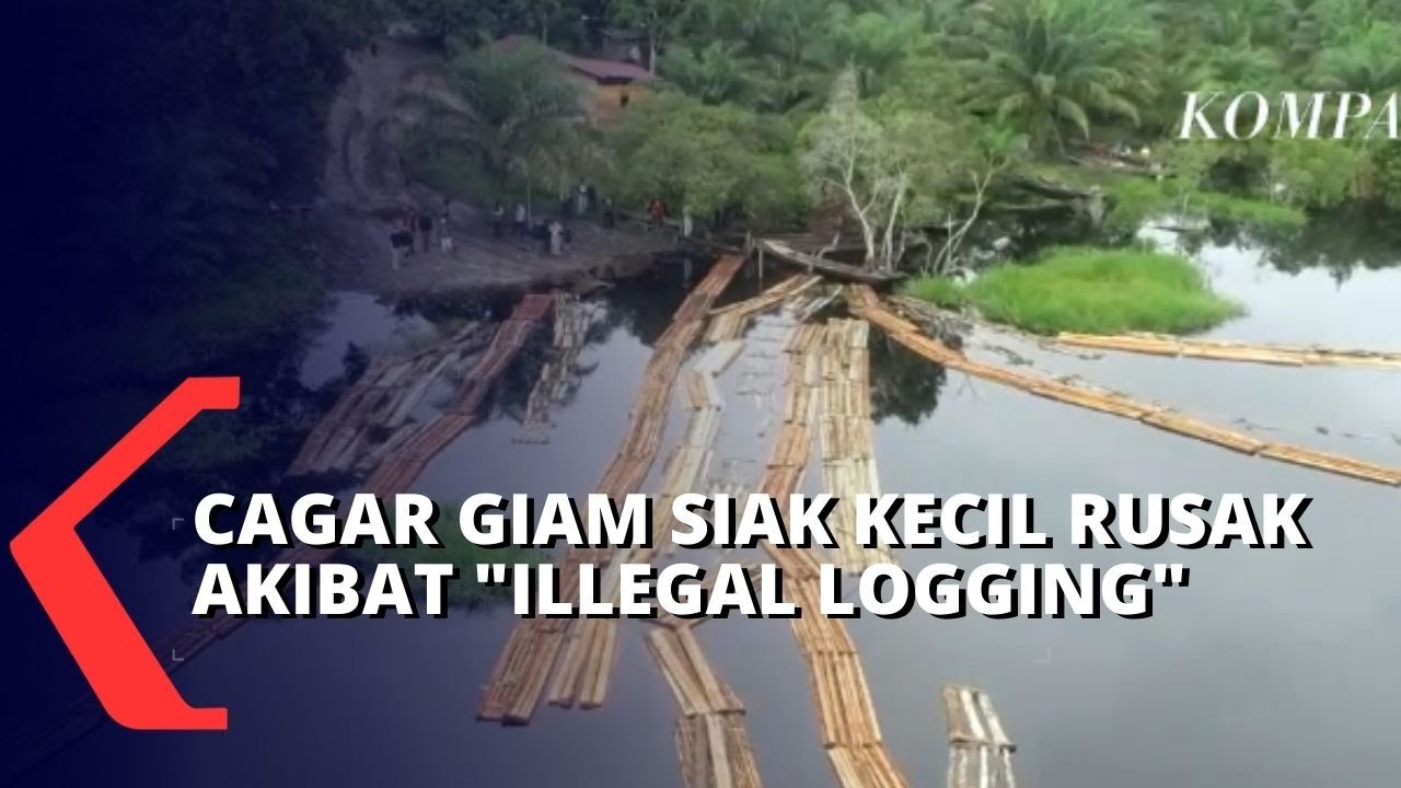 Illegal Logging Riau, Petugas Temukan 42 Rakit Kayu Sudah DIolah dan 78 Rakit Kayu Log!