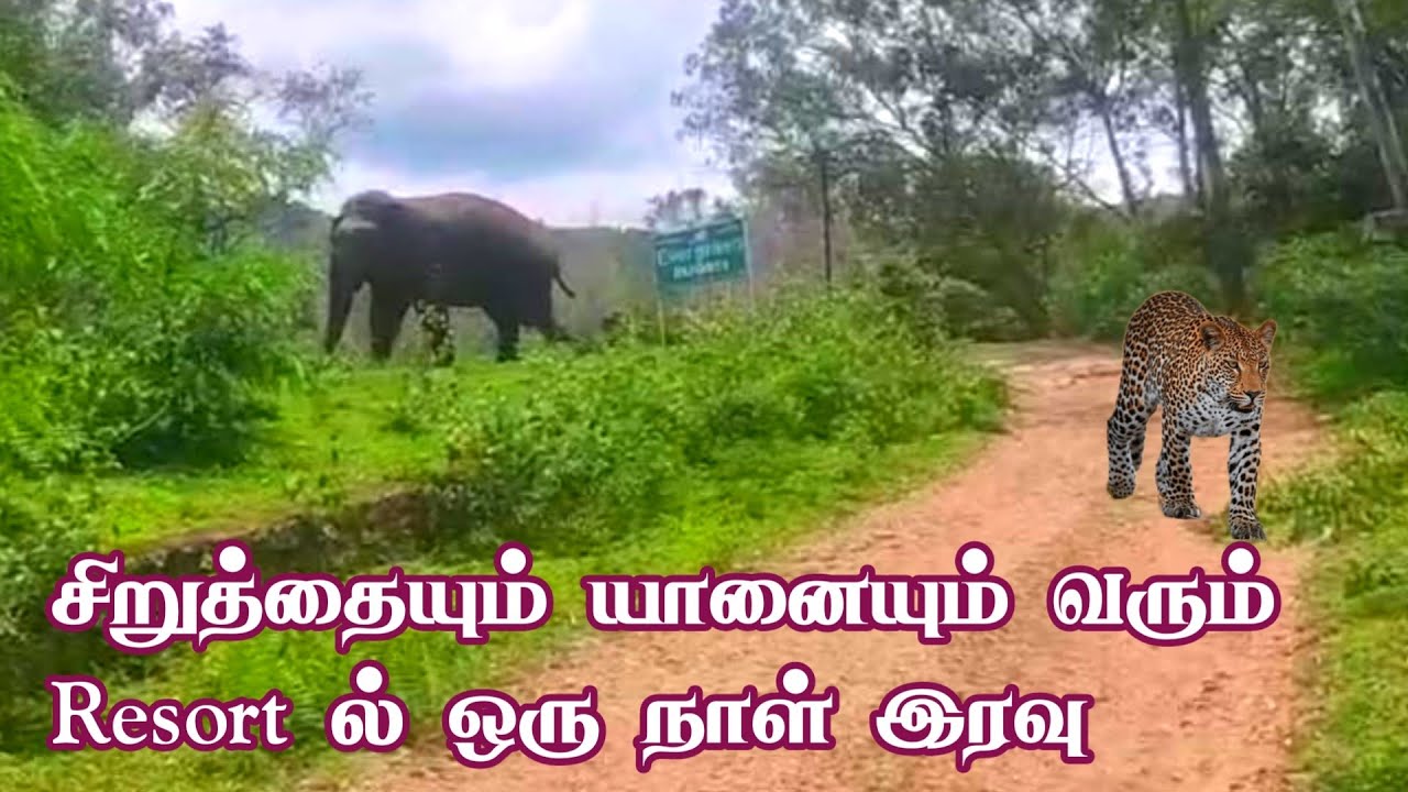 Thrill Forest Stay in Sathyamangalam Tiger Reserve | Jolly Trip