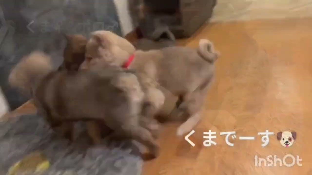 道央の預かりっ子達、元気に過ごしています🍀