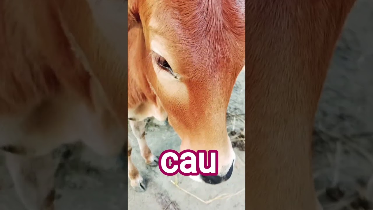 cau #answer #cau