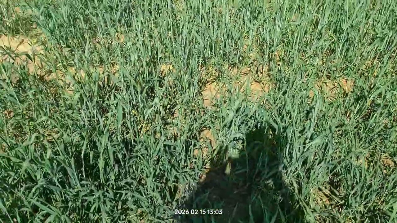 Rajasthan suratgarh farm farming life #suratgarh #rajasthan #jaipur #jodhpur #youtube #farminglife  
