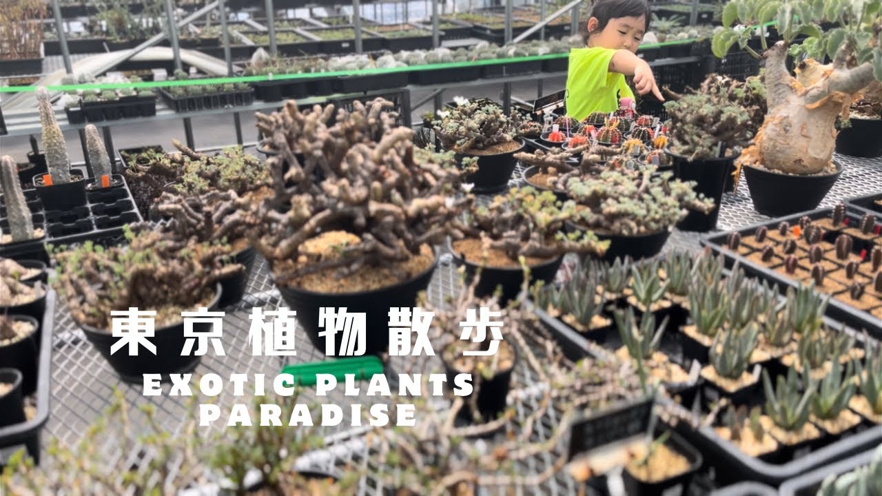 【珍奇植物の楽園】東京植物散歩 千葉の名店X-PLANTSへ！灌木、塊根植物などたくさんの植物をレポート！購入品も紹介♪