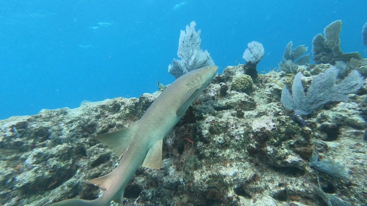 Key largo reef dive, Florida scuba diving