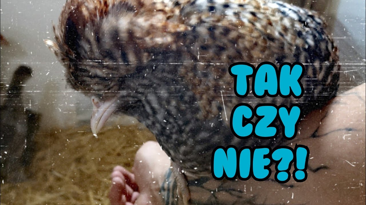 Hodowla Kur - Zostają czy nie...! | Oto jest pytanie 😂 | Czubatka Polska Bursztynowa 🐓🐔