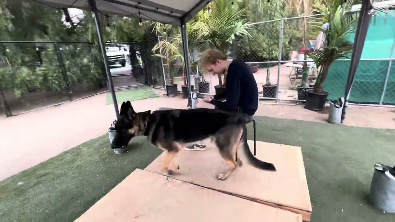 Raw unedited dog training session with a Dominant German Shepherd